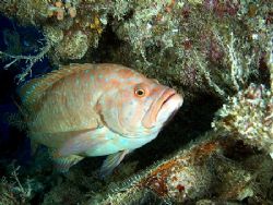 Grouper taken on the Rosalie Moller with E300. by Nikki Van Veelen 